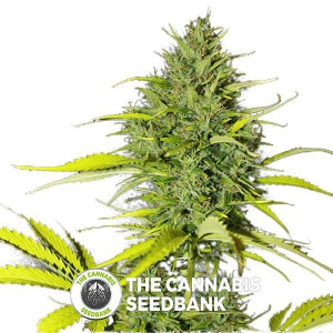 Auto UK Cheese Feminised Seedsman