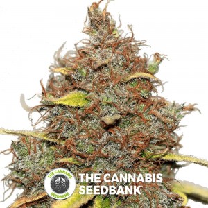 Seedsman CBD Shark Shock Feminised Seedsman