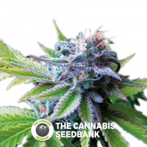 Early Skunk Feminised Seedsman