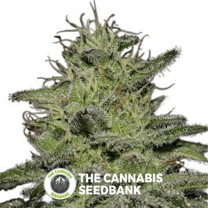 Girl Scout Crack Feminised Seedsman