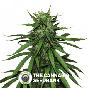 Jungle Wreck Regular Seeds Seedsman