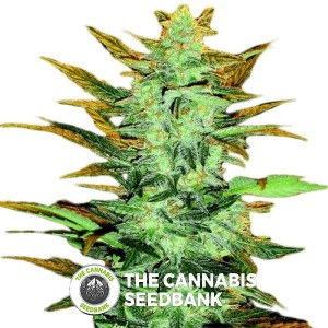 Lowryder #2 Autoflowering Regular Seeds  Seedsman