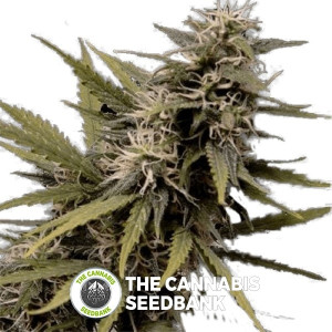 Nemesis Feminised  Seedsman