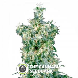 American Dream - Regular Cannabis Seeds - Sensi Seeds