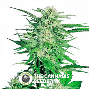 Big Bud - Feminised Cannabis Seeds - Sensi Seeds