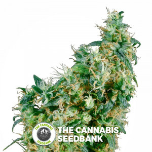 First Lady - Regular Cannabis Seeds - Sensi Seeds