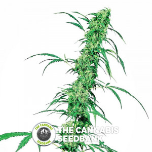 Fruit Juice - Regular Cannabis Seeds - Sensi Seeds