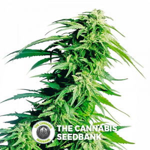 Hindu Kush - Regular Cannabis Seeds - Sensi Seeds