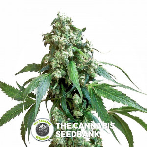 Jack Flash - Regular Cannabis Seeds - Sensi Seeds