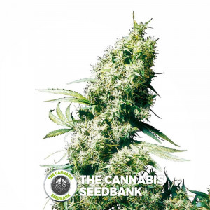 Jamaican Pearl - Regular Cannabis Seeds - Sensi Seeds