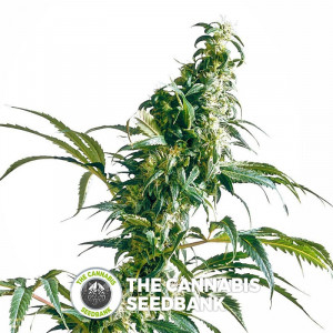 Mexican Sativa - Regular Cannabis Seeds - Sensi Seeds