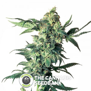 Northern Lights - Regular Cannabis Seeds - Sensi Seeds