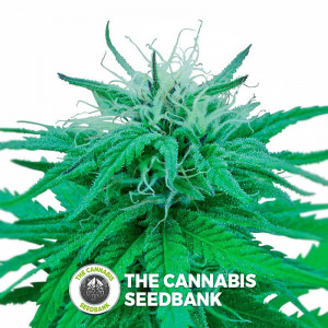 Ruderalis Indica - Regular Cannabis Seeds - Sensi Seeds