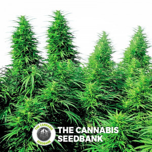 Ruderalis Skunk Regular - Cannabis Seeds - Sensi Seeds
