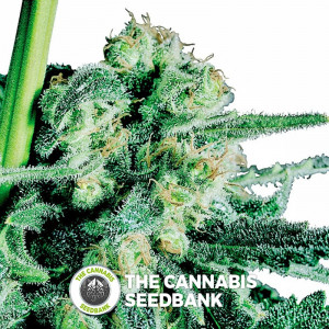 Sensi Skunk - Regular Cannabis Seeds - Sensi Seeds