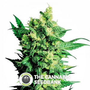 Shiva Shanti II - Regular Cannabis Seeds - Sensi Seeds