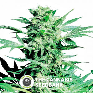 Shiva Skunk - Regular Cannabis Seeds - Sensi Seeds
