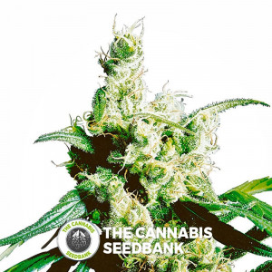 Silver Haze - Regular Cannabis Seeds - Sensi Seeds