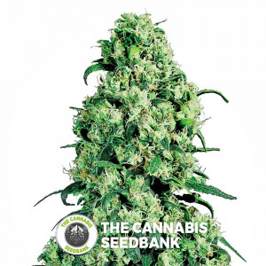 Skunk #1 - Regular Cannabis Seeds - Sensi Seeds