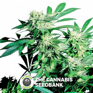 Skunk Kush - Feminised Cannabis Seeds - Sensi Seeds