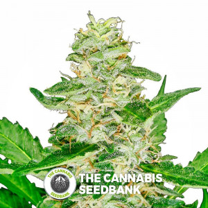 Sensi Skunk Auto - Autoflowering Cannabis Seeds - Sensi Seeds