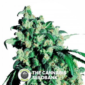 Super Skunk - Feminised Cannabis Seeds - Sensi Seeds