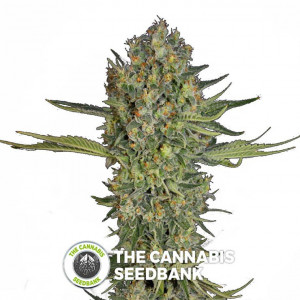 Serious - Kush - Feminised - Serious Seeds