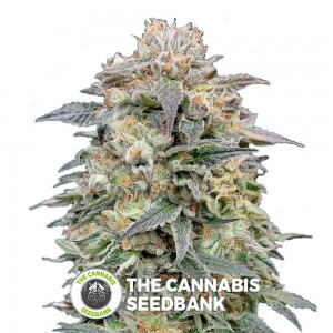 Shark Widow CBD (Advanced Seeds) - The Cannabis Seedbank