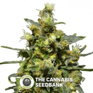 Shellshock Auto (710 Genetics) - The Cannabis Seedbank