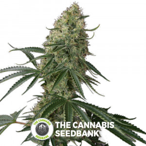 Sin Tra Bajo Auto Feminised Barney's Farm Seeds