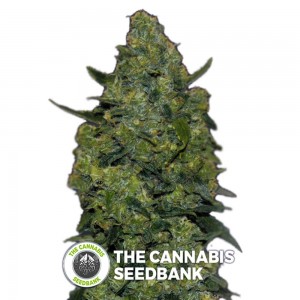 Skunk Mass Auto (Advanced Seeds) - The Cannabis Seedbank