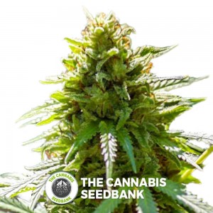 SnowBerry Blue Regular (Digital Genetics) - The Cannabis Seedbank