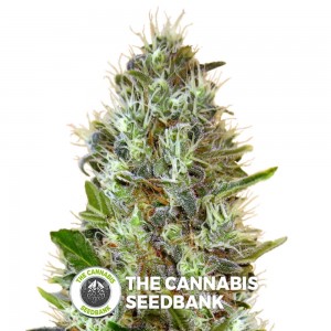 Somango Auto (Advanced Seeds) - The Cannabis Seedbank