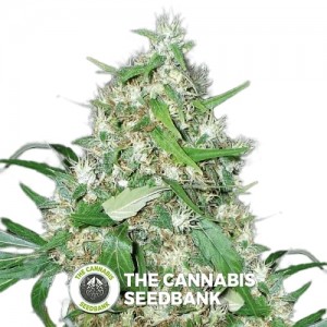 Sour White (710 Genetics) - The Cannabis Seedbank