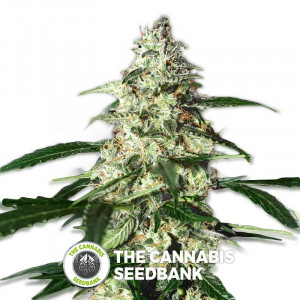 Skunk Auto - Autoflowering - Strain Hunters