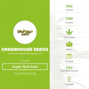 Super Bud Auto (Greenhouse Seed Co.) - The Cannabis Seedbank