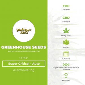 Super Critical Auto (Greenhouse Seed Co.) - The Cannabis Seedbank