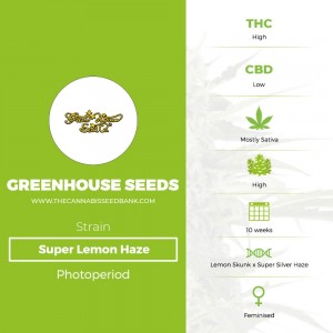 Super Lemon Haze (Greenhouse Seed Co.) - The Cannabis Seedbank