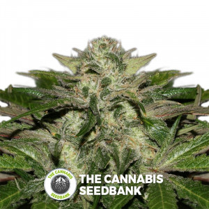 Sweet Chunk - Regular Cannabis Seeds - Alpine Seeds