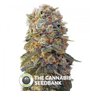 Sweet Critical (00 Seeds) - The Cannabis Seedbank