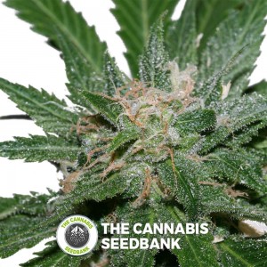 Sweet Pink Grapefruit Regular (Alpine Seeds) - The Cannabis Seedbank