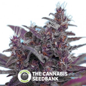 Black Cream Autoflowering Sweet Seeds