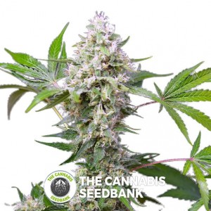 Auto Blow Mind Feminised Sweet Seeds