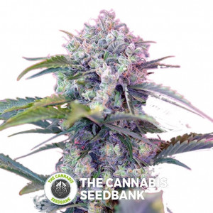 Cream Mandarine Autoflowering Sweet Seeds