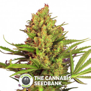 Cream Mandarine FAST Version Feminised Sweet Seeds