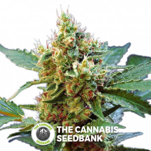 Cream Mandarine XL Auto Feminised Sweet Seeds