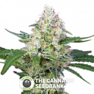Crystal Candy Feminised Sweet Seeds