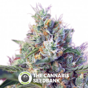 Indigo Berry Kush Feminised Sweet Seeds