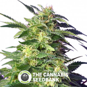 Killer Kush Autoflowering Sweet Seeds