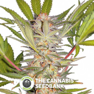 S.A.D. Feminised Sweet Seeds
